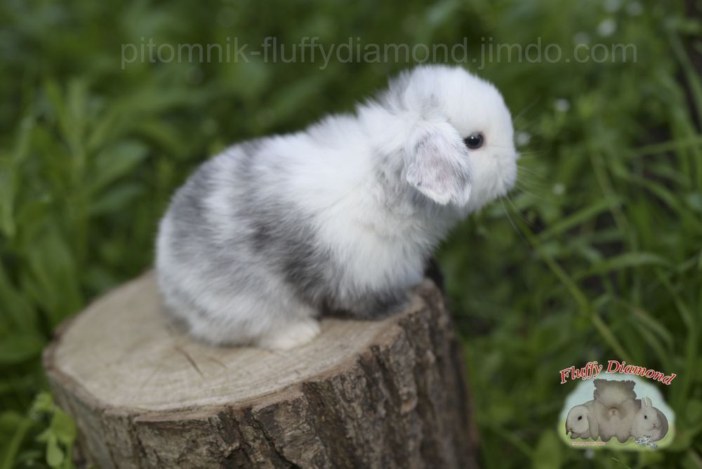 Дівчинка у забарвленні рен. Висловухий баранчик NHD.