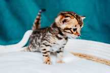 Kot bengalski Arbuz Sugarloaf*PL