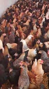 Kury nioski z wolnego wybiegu ! Rosa Messa Tetra ISA Dominant ! Dowóz