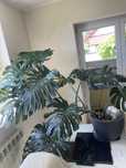 Monstera z doniczką XXL
