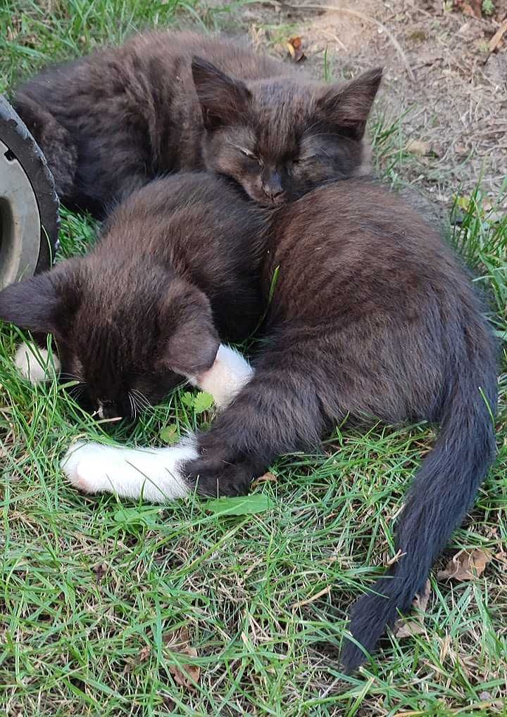 Wercia i Armiś kotki do adopcji