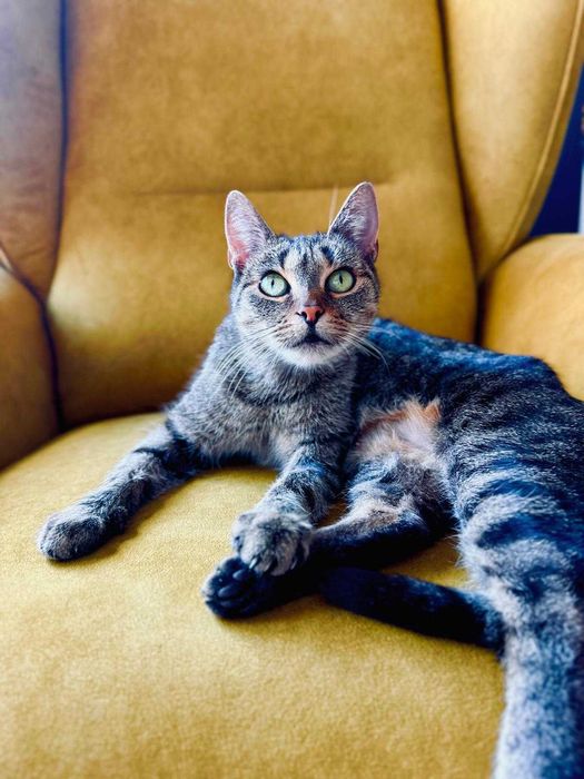 Pyszna Szarlotka tak domowa i słodka to kotka.