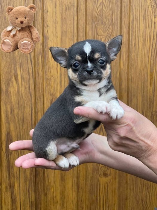 Карманный охранник! Злой мальчик чихуахуа