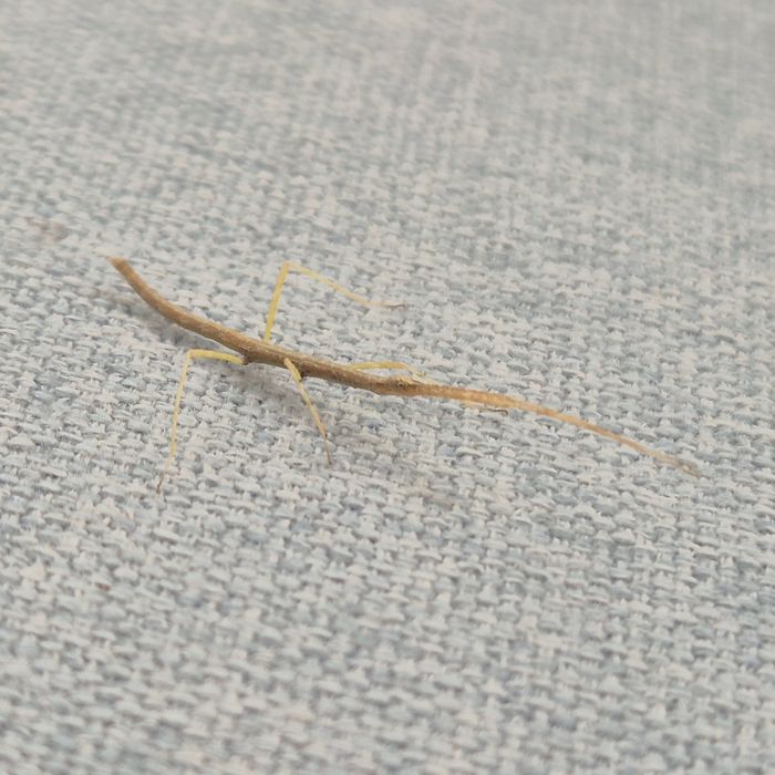 Patyczaki rogate - oddam za darmo - pozostało ok. 15szt.