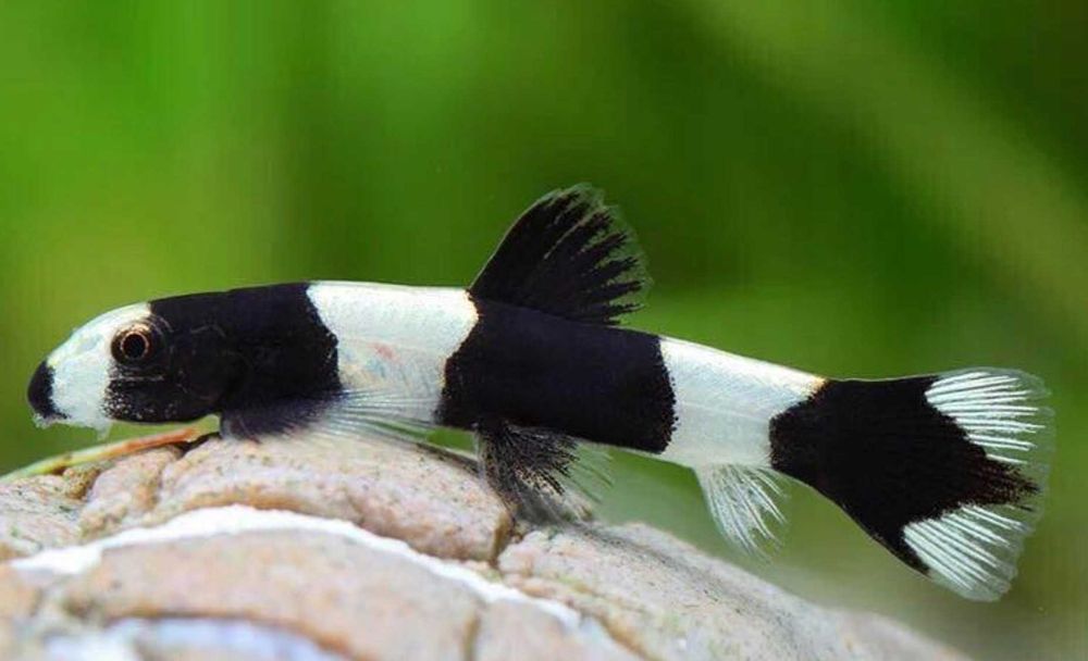 Ryby Rarytas Bocja Panda - Yaoshania pachychilus. Cetarius