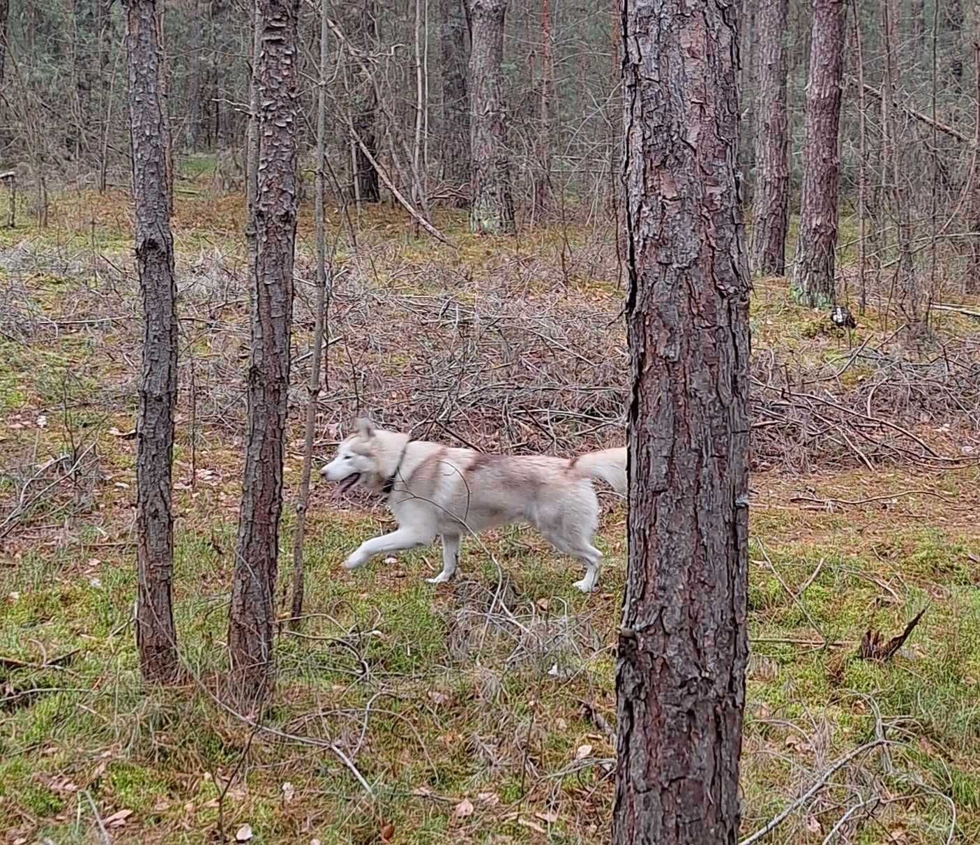 Zaginął pies HUSKY!!!