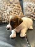 Jack russell terrier sczeniaki