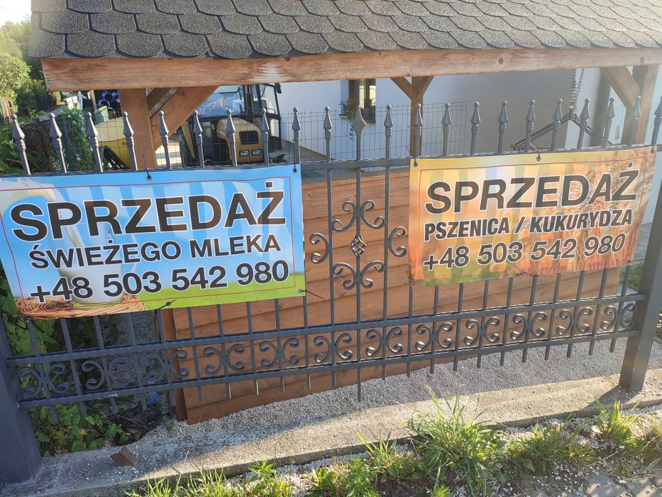 Świeże mleko prosto od rolnika