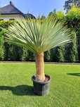 Yucca rostrata 150cm pień 40-50cm. Juka. Yucca filifera