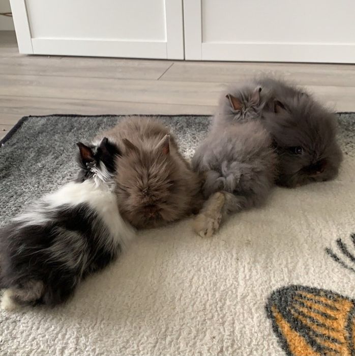 Króliki karzełki teddy - Mini karzełki