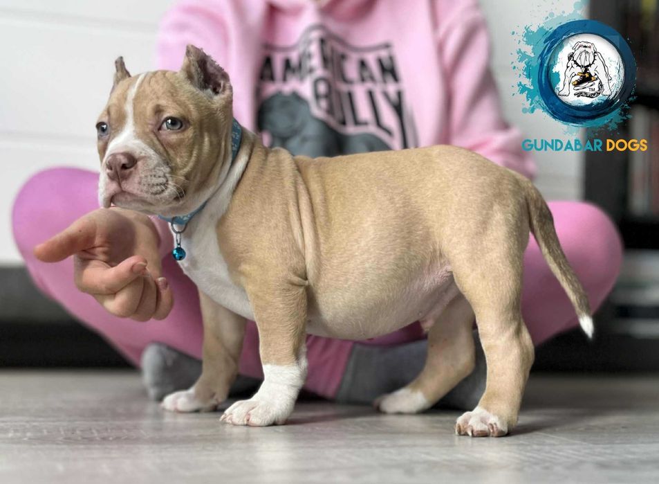 American Bully ABKC Gundabar Dogs