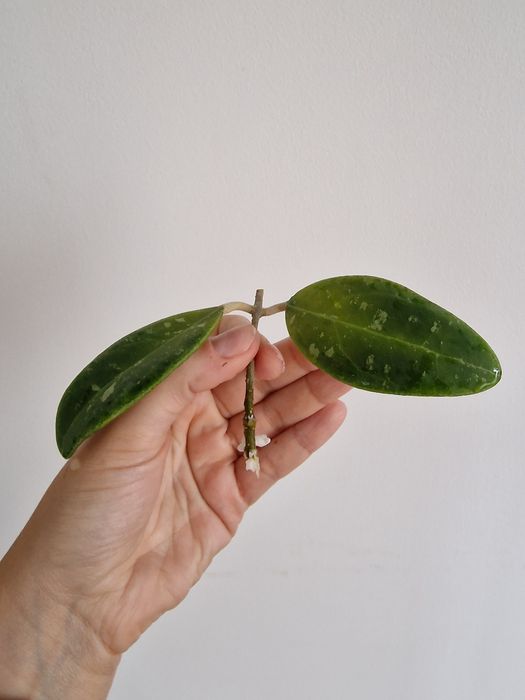 Hoya Rintzii Borneo 2 liscie wstepnie ukorzeniona