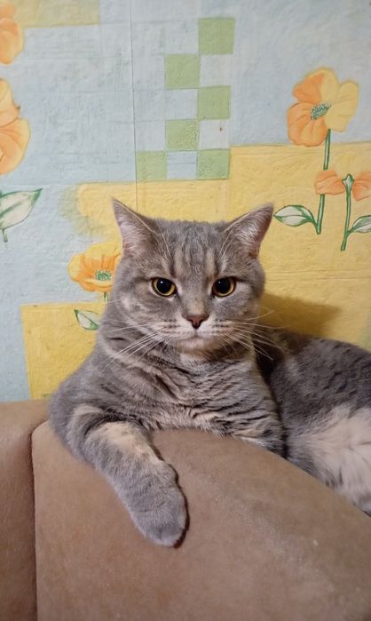 Котик окажется на улице