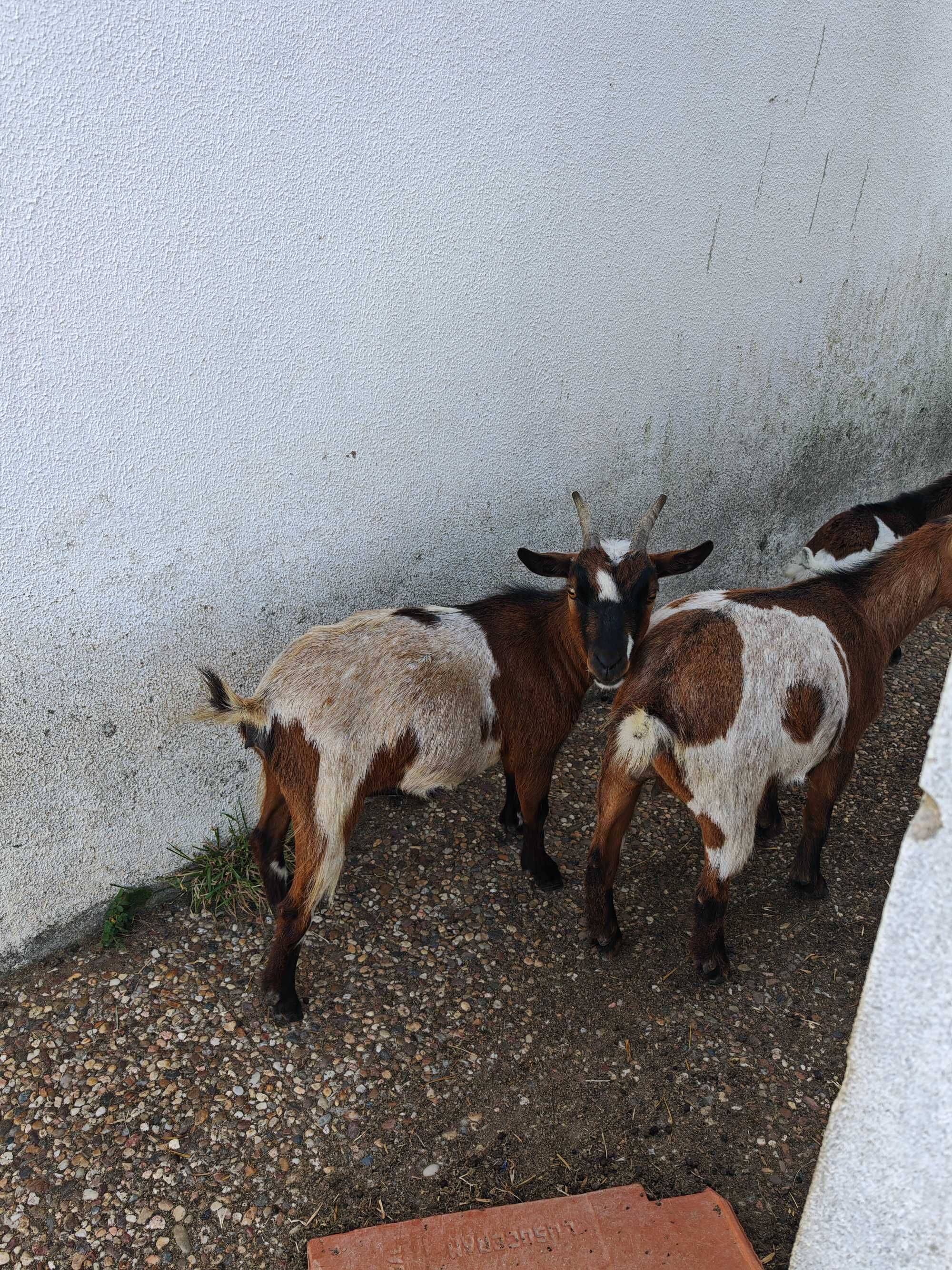 Cabrito Anão para venda