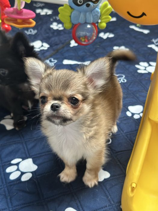 CHIHUAHUA  chłopiec  długowłosy :)