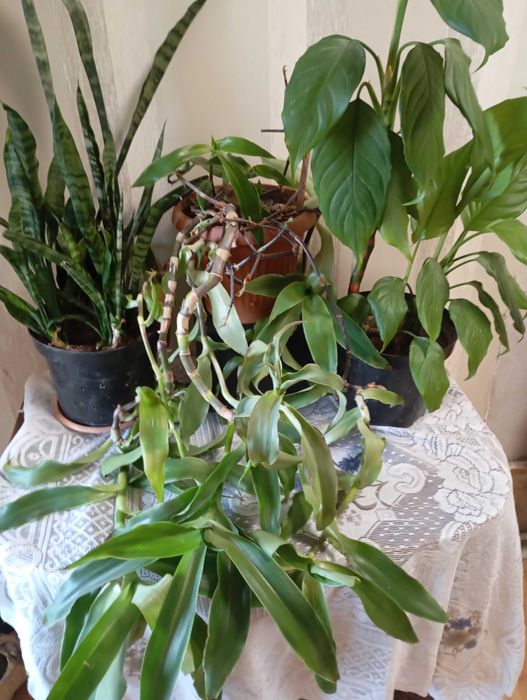 Драцена Маргіната,"Кітайська троянда,фікус Беліз,"золотий вус та інші