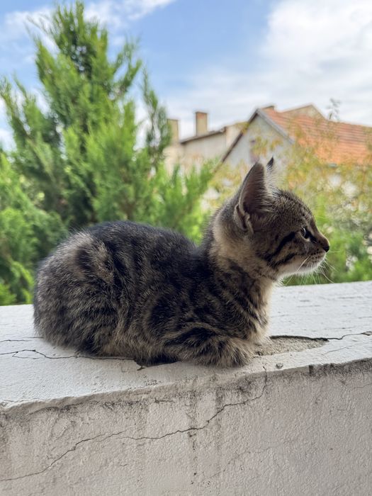 Кошенята безкоштовно