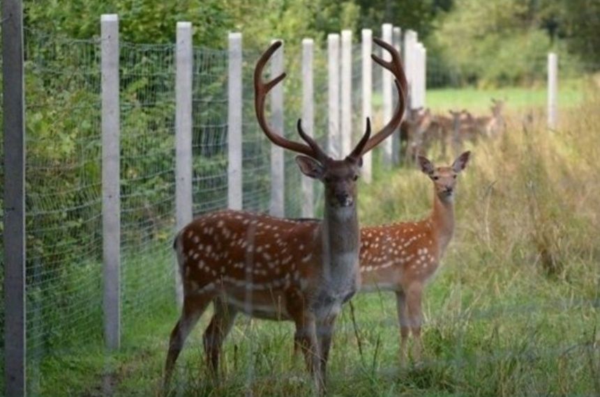 Sprzedam daniele, jelenie sika, byki, łanie