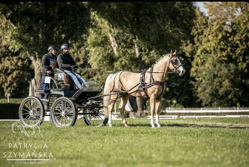 sprzedam dwa ogiery izabelowate