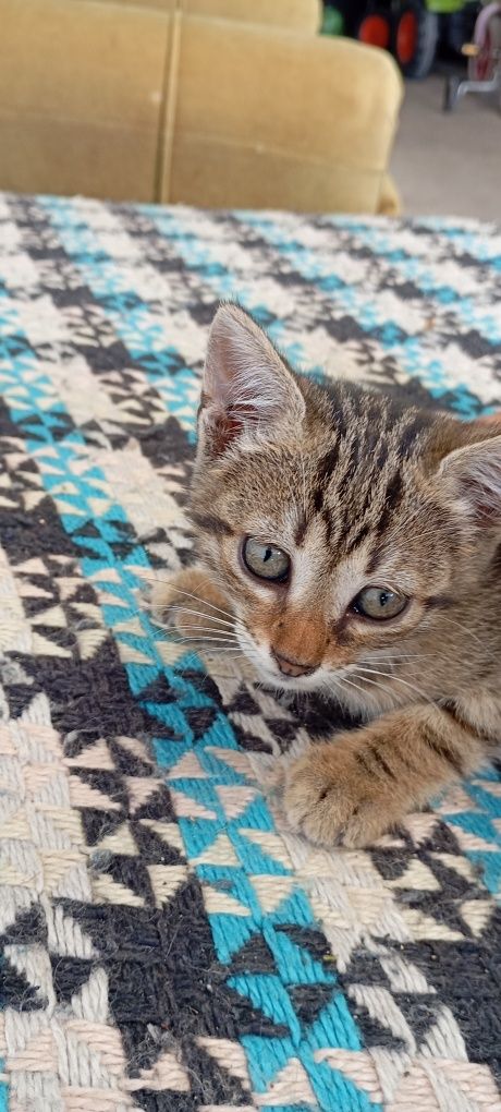 Para adopção 1 gatinha com 3 meses