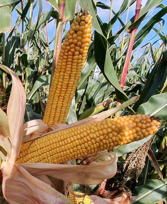 Kukurydza na pniu ziarno kiszonka