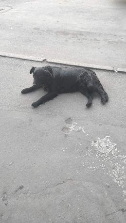 Знайдена (помічена) собака! Хлопчик в Тяжилові, на автостанції!
