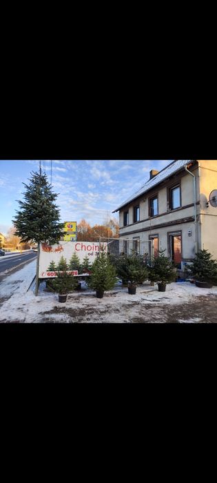 Choinki, jodła kaukaska, świerk srebrny, Cięte i w donicach