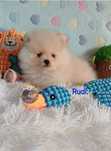 Piesek Szpic Miniaturowy-Pomeranian