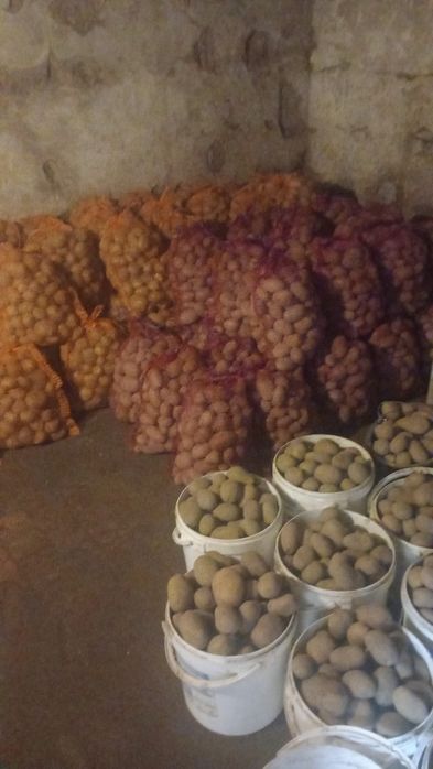 Ziemniaki Vineta. Red Sonia [czerwone]15kg.