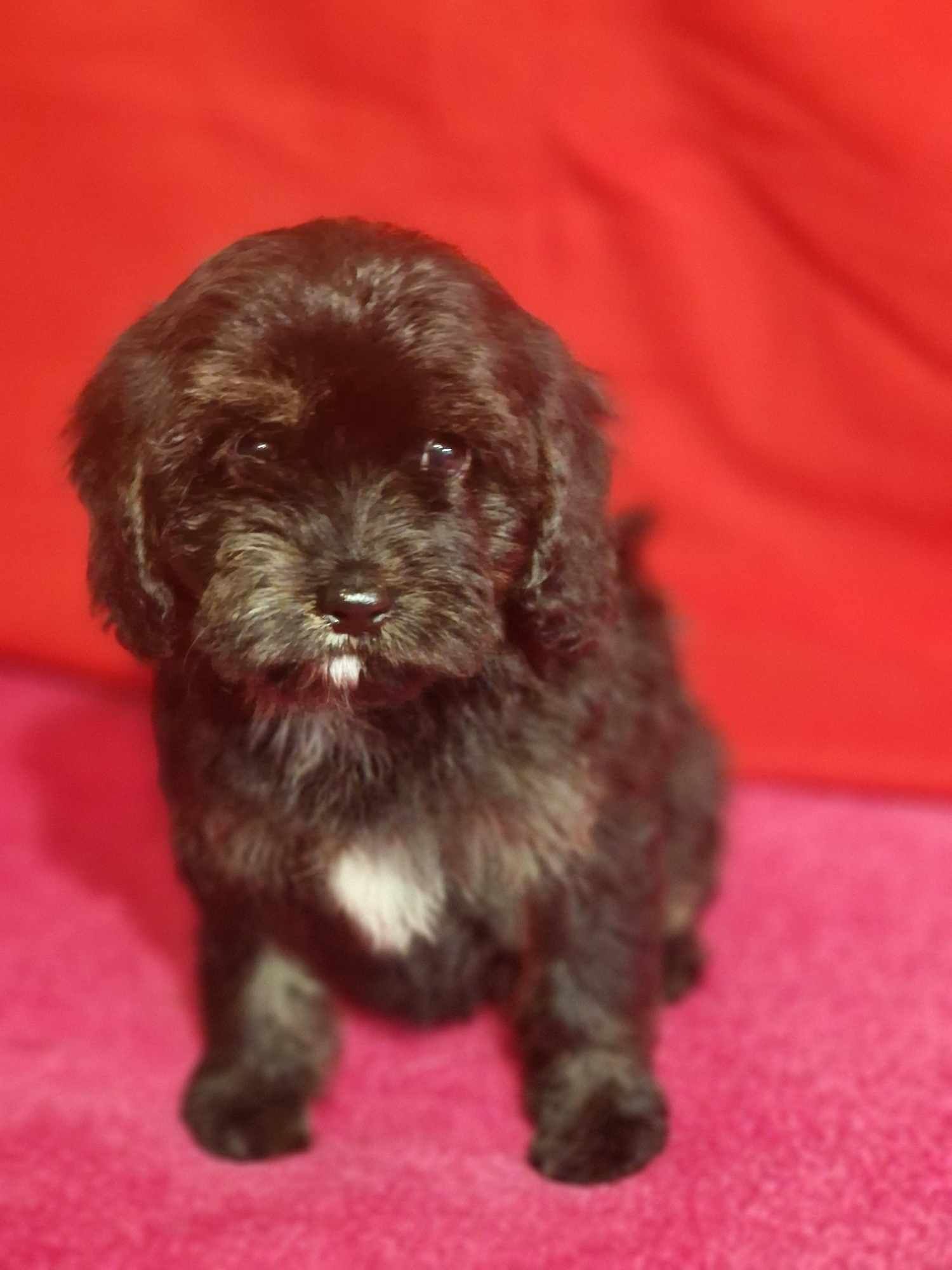 Cavapoo wyjątkowa dziewczynka