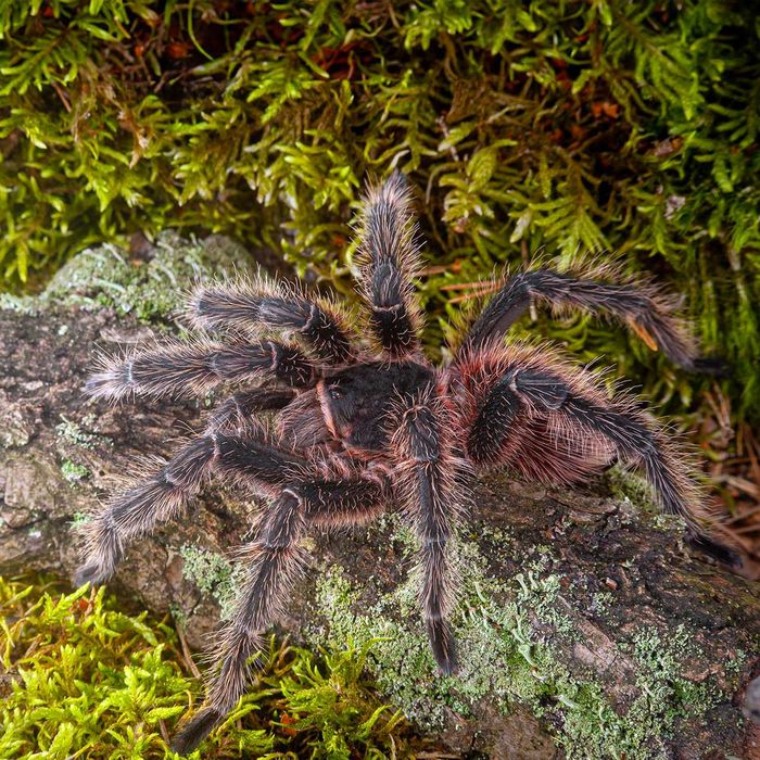 Ptasznik olbrzymi - Lasiodora parahybana - Kudłatka olbrzymia