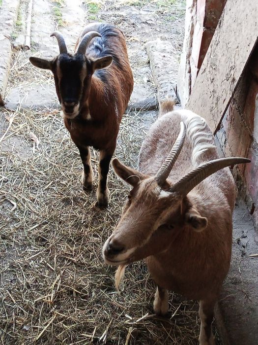 Młode kozy 1,5 roczne