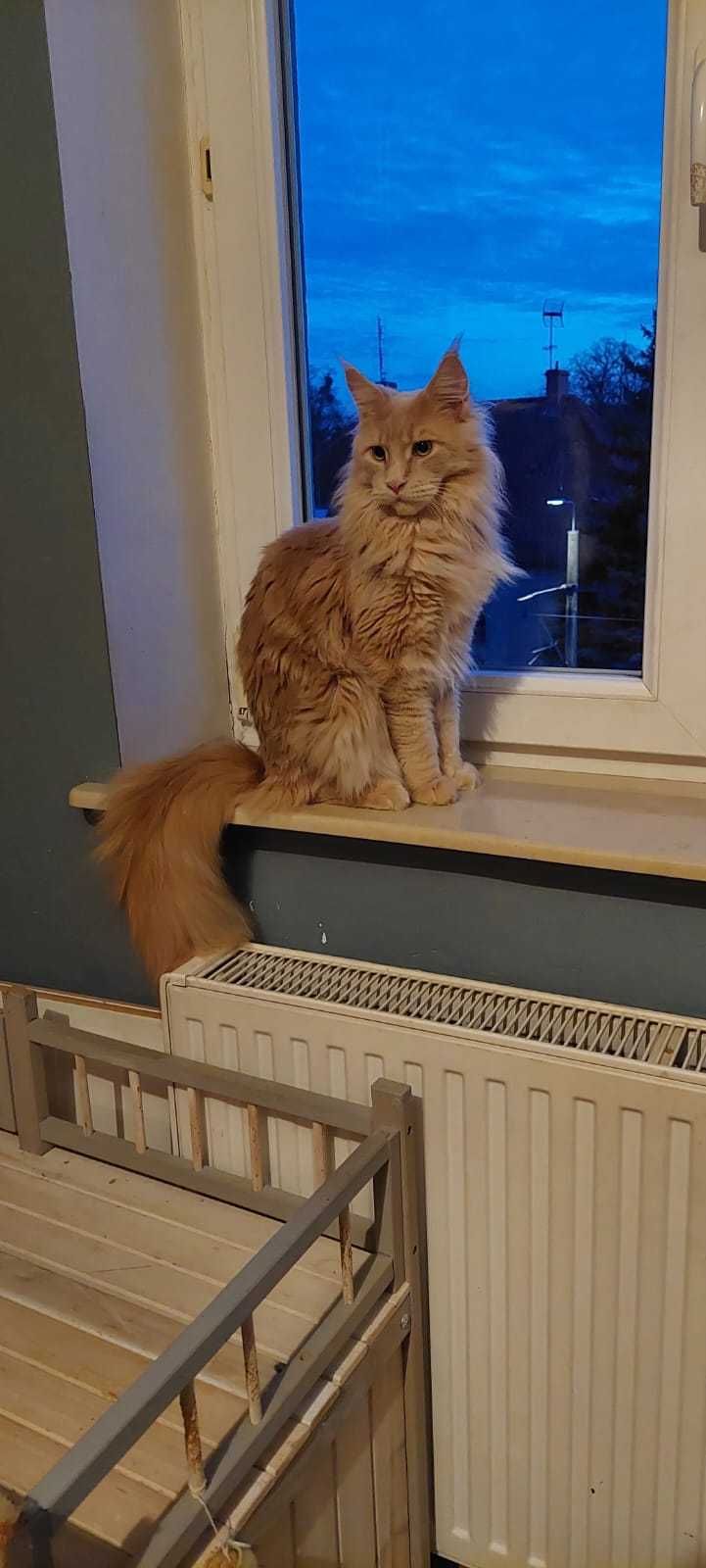 Kocurek Maine Coon