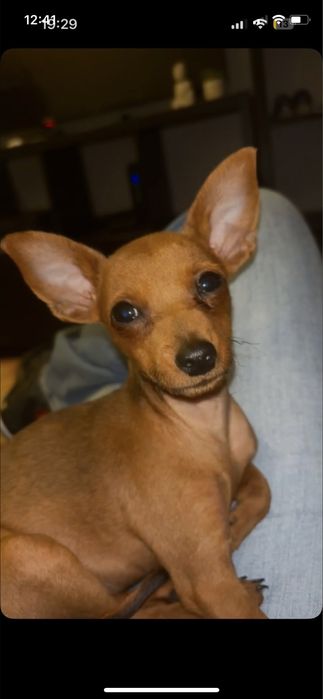 Excelente femea Pincher zero