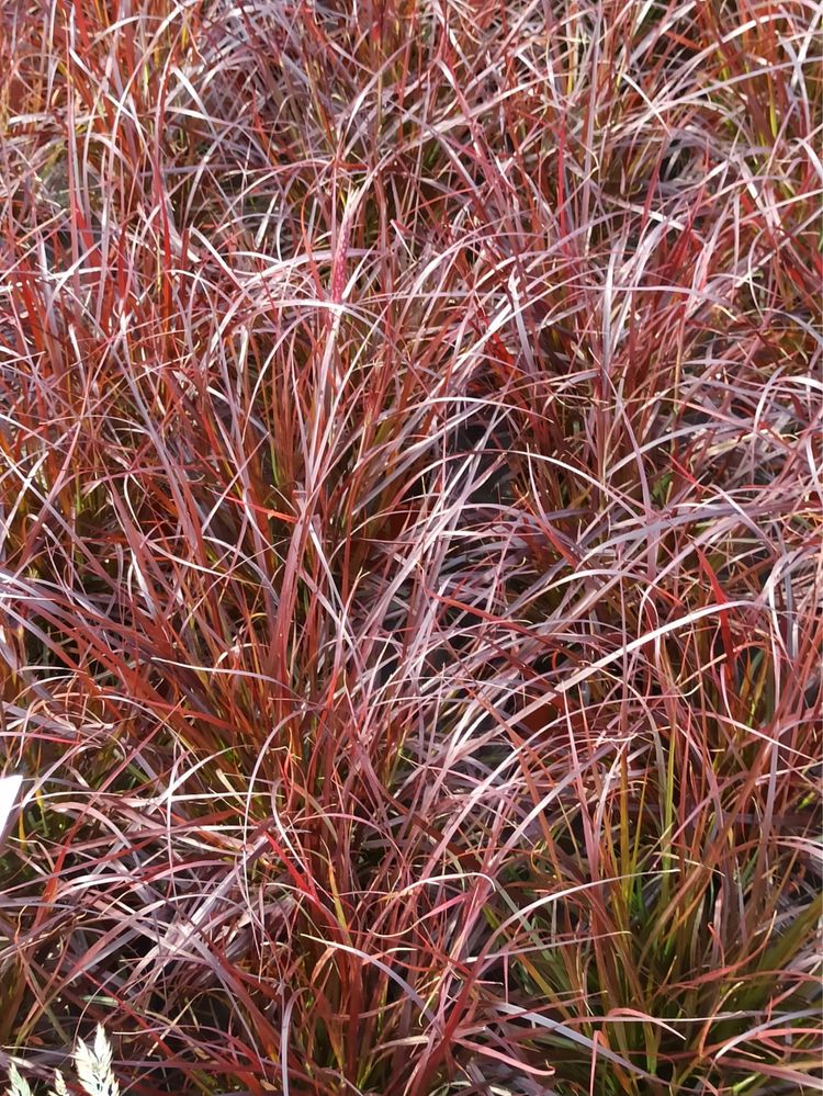 Trawy rozplenica hameln gold  stipa miskant memory rubrum mozga