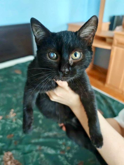 Cudowny Nikoś błaga o dom ...