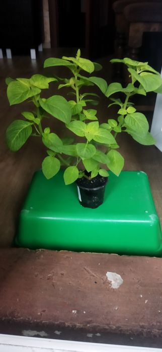 Молоденький колеус