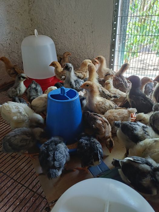 Pintos Marans, ayam ketawa, paduanas, araucanas, andaluzas surenha mor