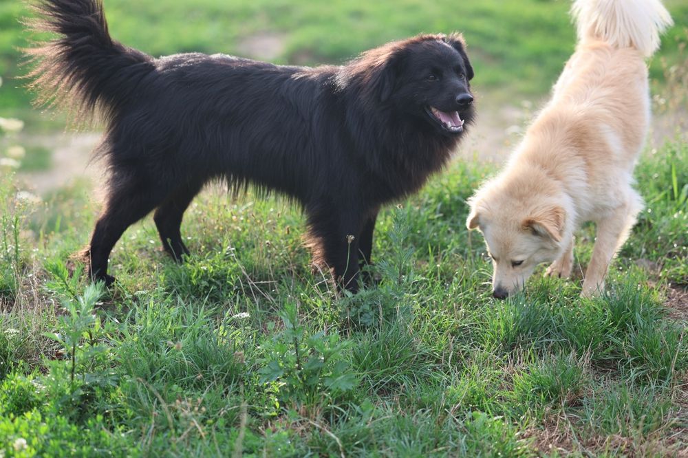 3 letni kudłaty Harry do adopcji