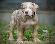 American Bully XL ABKC tri choco