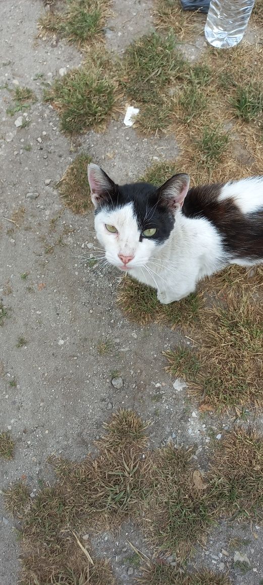 Gato para adoção