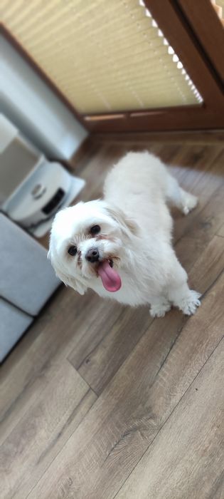 Sprzedam pieska melatanczyka