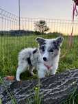 Чистокровні Border Collie