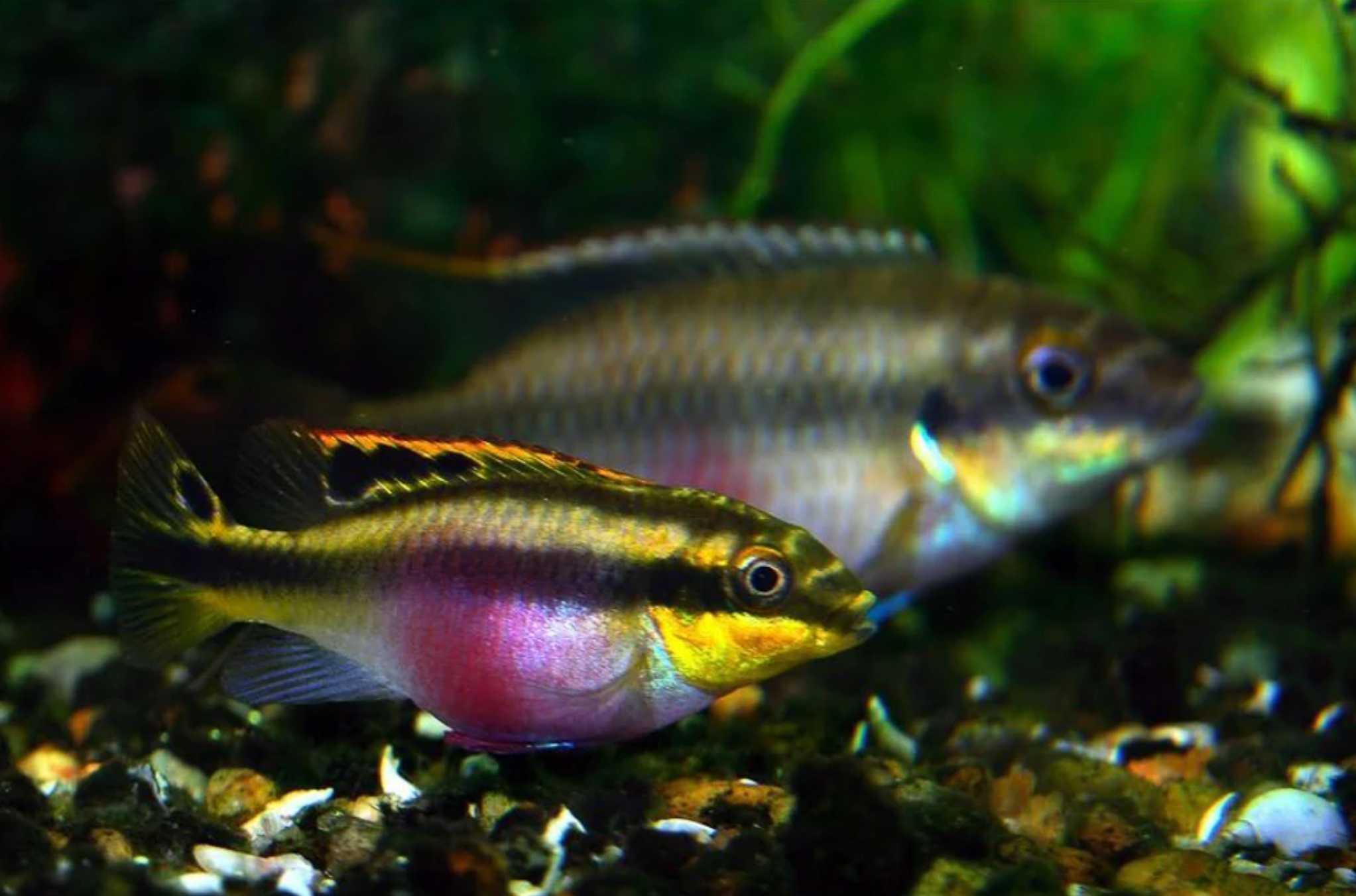 Barwniak czerwonobrzuchy - Pelvicachromis pulcher - dowóz, wysyłka