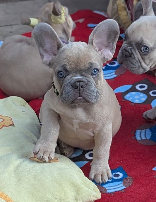 Лилак фавн, лилак тан щенки