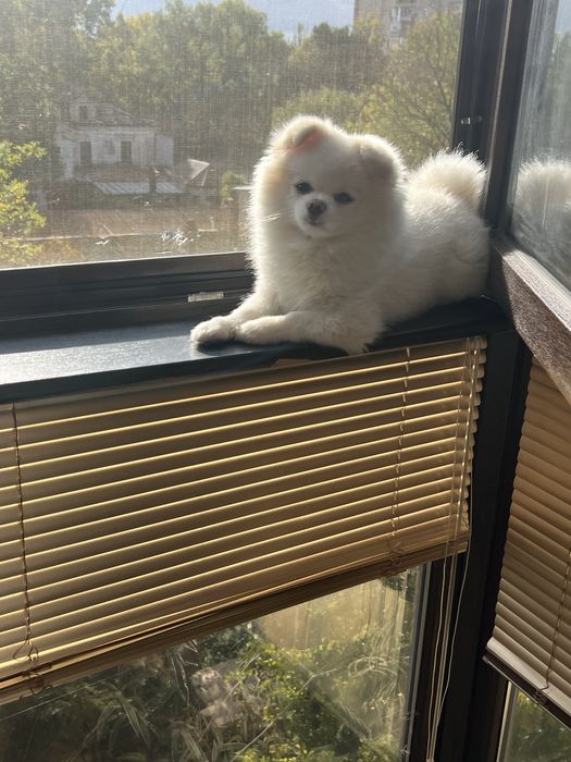 Ищем девушку для любви, миник , очень красивый, игрывый, умный.