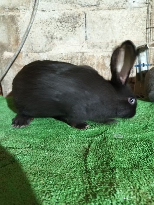 Vendo coelhos cruzados de borboleta gigante