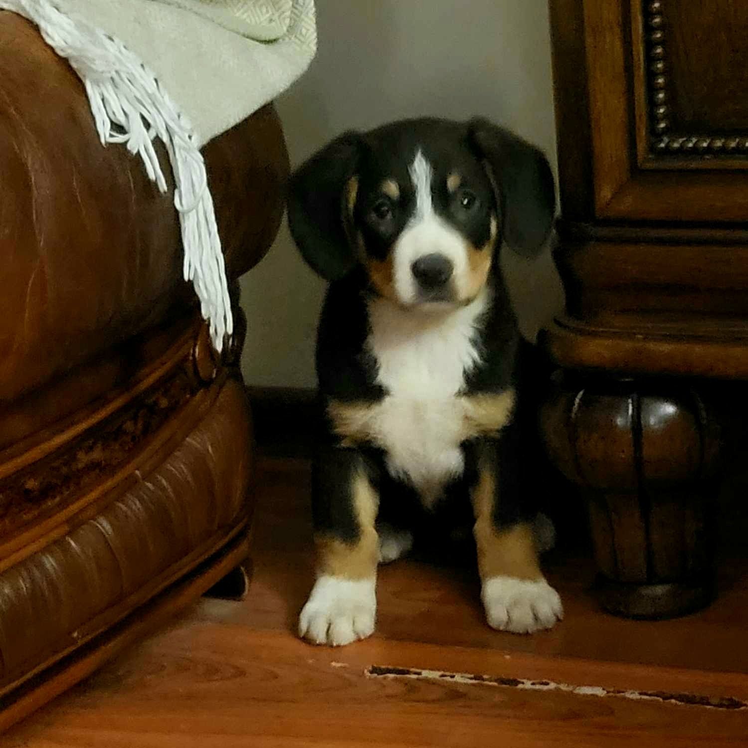 Entlebucher Sennenchund FCI