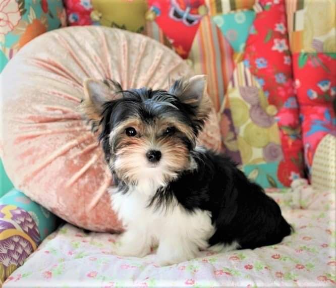 York terrier Biewer wyjatkowy piesek do odbioru