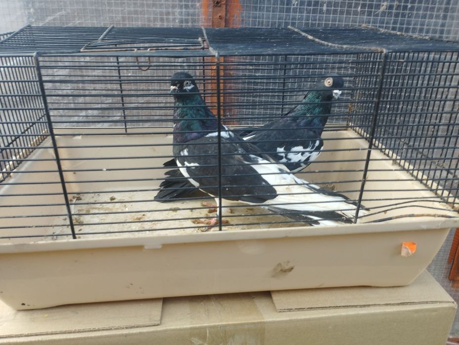 Gołębie zamojskie i roztoczańskie